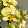 Орхидея Phalaenopsis Inti Sun, midi (отцвел)