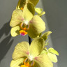 Орхидея Phalaenopsis Inti Sun, midi (отцвел)