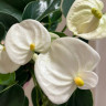 Anthurium Karma White (отцвел)