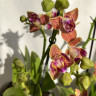 Орхидея Phal. Paprika peloric 3 lips, multiflora (отцвел, РЕАНИМАШКА)