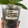 Орхидея Phal. Paprika peloric 3 lips, multiflora (отцвел, РЕАНИМАШКА)