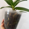 Орхидея Phal. Paprika peloric 3 lips, multiflora (отцвел, РЕАНИМАШКА)