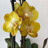 Орхидея Phalaenopsis Las Vegas mutation, 2 точки роста  