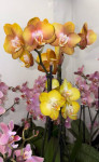Орхидея Phalaenopsis Las Vegas mutation, 2 точки роста  