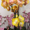Орхидея Phalaenopsis Las Vegas mutation, 2 точки роста  