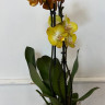 Орхидея Phalaenopsis Las Vegas mutation, 2 точки роста  