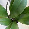 Орхидея Phalaenopsis Las Vegas mutation, 2 точки роста  