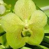 Орхидея Vanda Kultana Gold x V. sanderiana, alba (отцвела)