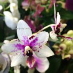 Орхидея Doritaenopsis, multiflora