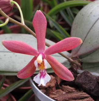 Орхидея Phalaenopsis Bronze Maiden (еще не цвёл)