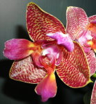 Орхидея Phalaenopsis Joy Fairy Tale (еще не цвел)