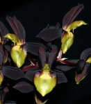 Орхидея Catasetum tenebrosum (отцвёл) 