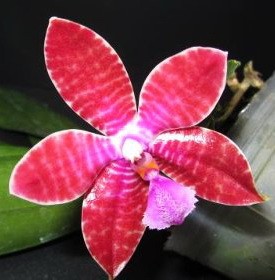 Орхидея Phalaenopsis tetraspis x lueddemaniana (отцвёл)