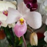 Орхидея Paphiopedilum delenatii (отцвел)