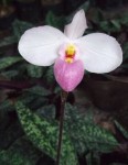 Орхидея Paphiopedilum delenatii (отцвел)