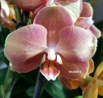 Орхидея Phalaenopsis, midi 