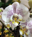 Орхидея Phalaenopsis Oslo, midi