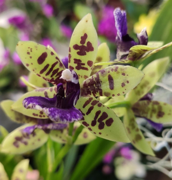 Орхидея Zygopetalum hybrid (отцвел) 
