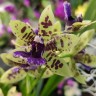 Орхидея Zygopetalum hybrid (отцвел) 