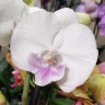 Орхидея Phalaenopsis Big Lip               