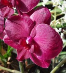 Орхидея Phalaenopsis Pavarotti (отцвел)