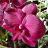Орхидея Phalaenopsis Pavarotti 