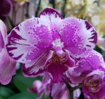 Орхидея Phalaenopsis Dream Glory (отцвел)