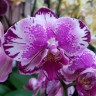 Орхидея Phalaenopsis Dream Glory (отцвел)