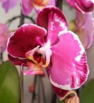 Орхидея Phalaenopsis Sacrifice mutation (отцвёл)