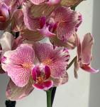 Орхидея Phalaenopsis Pirate Picotee peloric 