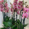 Орхидея Phalaenopsis Pirate Picotee peloric 