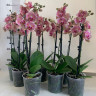 Орхидея Phalaenopsis Pirate Picotee peloric 