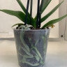 Орхидея Phalaenopsis Pirate Picotee peloric 