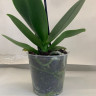 Орхидея Phalaenopsis Pirate Picotee peloric 