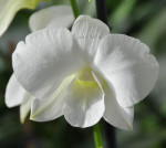 Орхидея Dendrobium Snow White (отцвел)