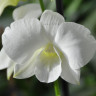 Орхидея Dendrobium Snow White (отцвел)