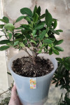 Каламондин (citrofortunella calamondin), без плодов