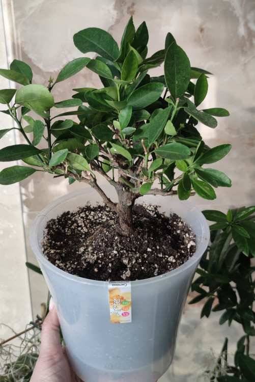 Каламондин (citrofortunella calamondin), без плодов