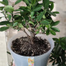 Каламондин (citrofortunella calamondin), без плодов