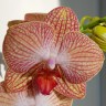 Орхидея Phalaenopsis Ravello (отцвел)          