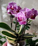 Орхидея Phalaenopsis Sogo Vivien variegata, mini