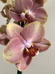 Орхидея Phalaenopsis Brion 