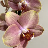 Орхидея Phalaenopsis Brion 