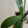 Орхидея Phalaenopsis Brion 