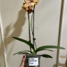 Орхидея Phalaenopsis Brion 
