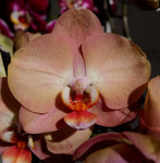 Орхидея Phalaenopsis Brion 