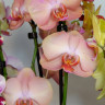 Орхидея Phalaenopsis Brion 