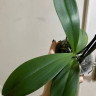 Орхидея Phalaenopsis Brion 