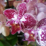 Орхидея Phalaenopsis Cadiz, multiflora (отцвёл, УЦЕНКА*)