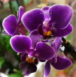 Орхидея Phal. Purple Princess, multiflora (отцвел, РЕАНИМАШКА)